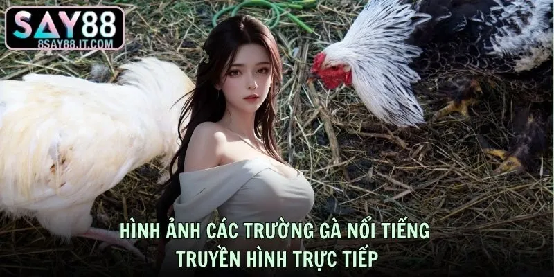 Hình ảnh các trường gà nổi tiếng được truyền hình trực tiếp