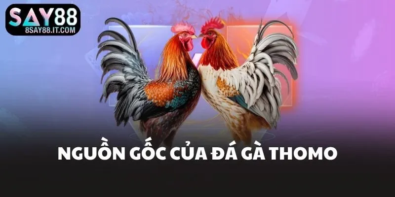 Nguồn gốc của đá gà Thomo
