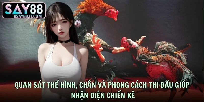 Quan sát thể hình, chân và phong cách thi đấu giúp nhận diện chiến kê